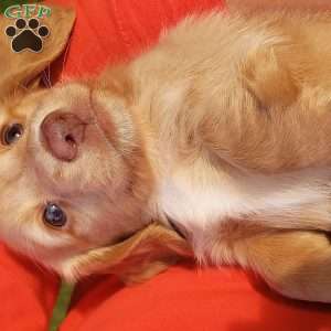 Teddy boy- Mini, Dachshund Puppy